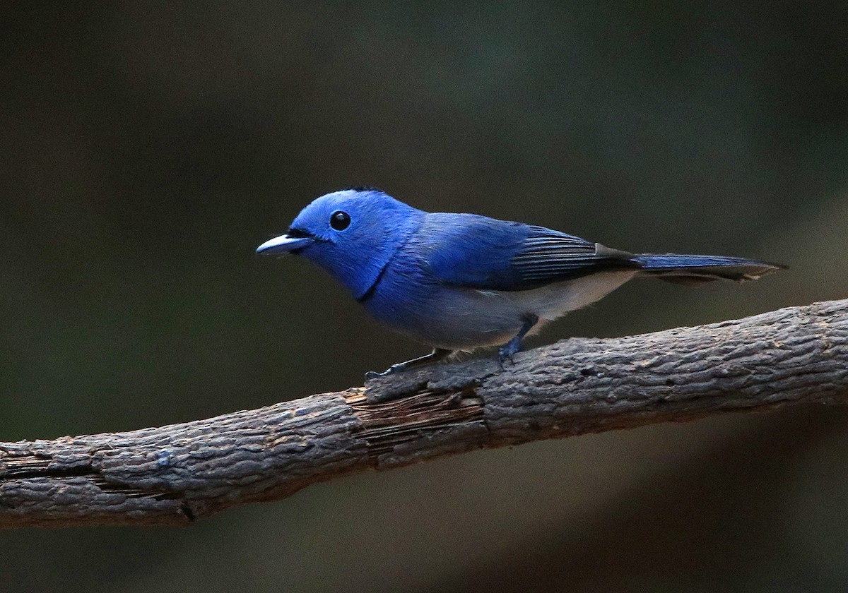 Black-naped Monarch - ML147470781