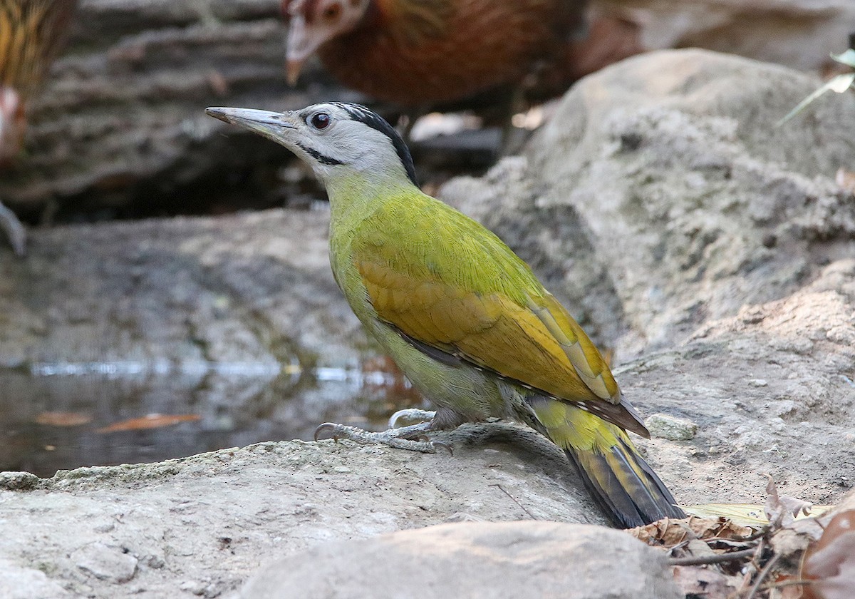 Gray-headed Woodpecker - Tim Avery