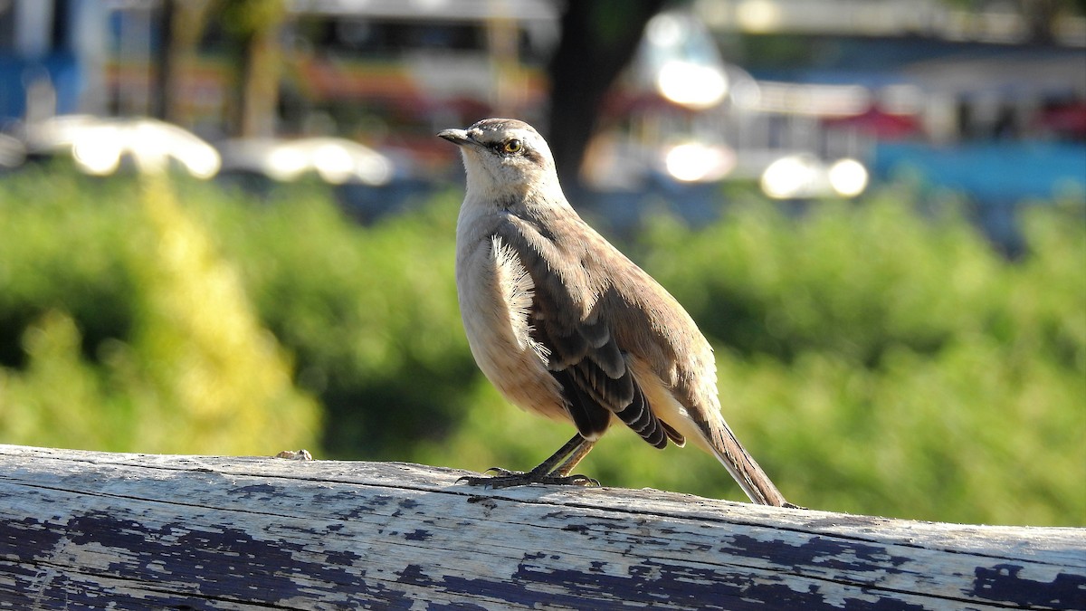 Chalk-browed Mockingbird - Pablo Alejandro Pla