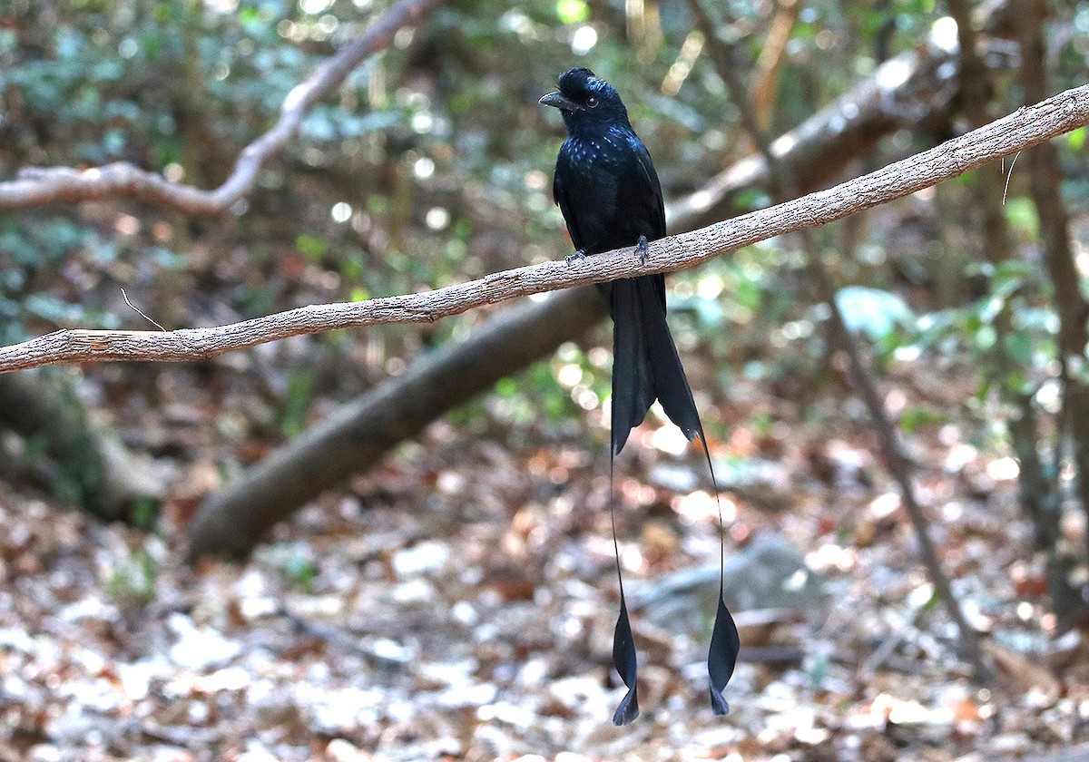 Greater Racket-tailed Drongo - ML147471321