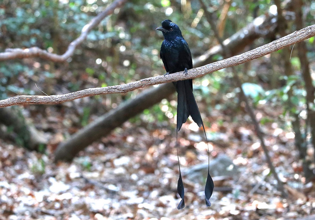 Greater Racket-tailed Drongo - Tim Avery