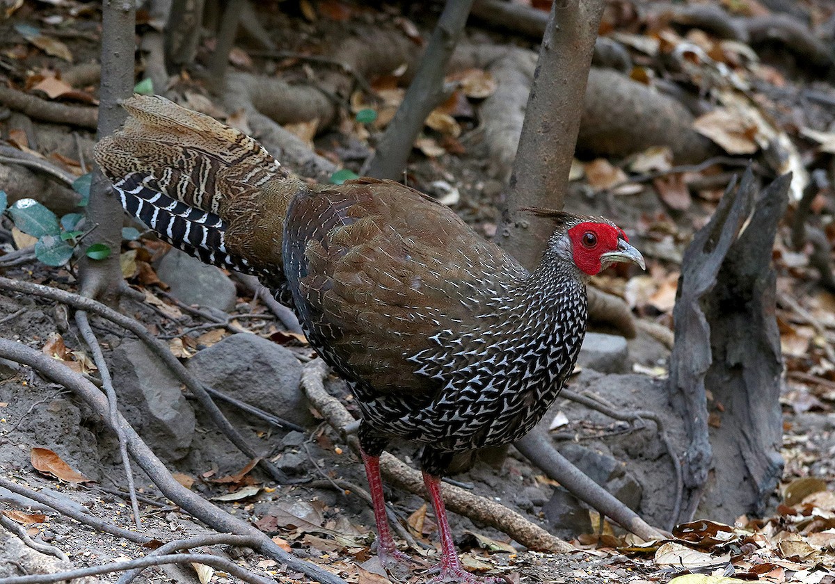 Kalij Pheasant - ML147471421