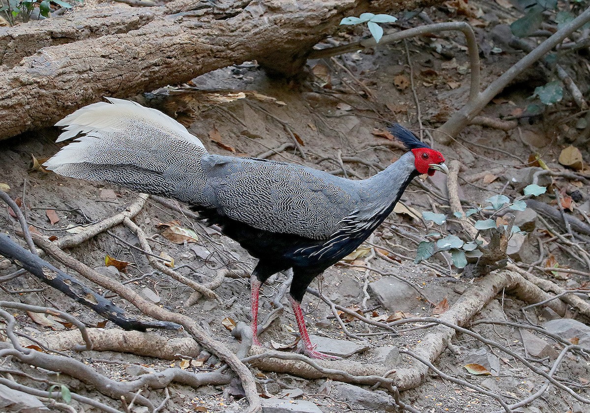 Kalij Pheasant - ML147471441