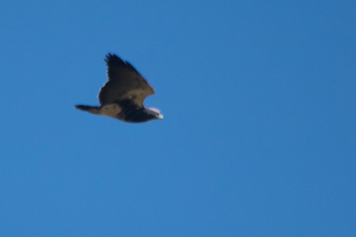 Black-chested Buzzard-Eagle - ML147471761