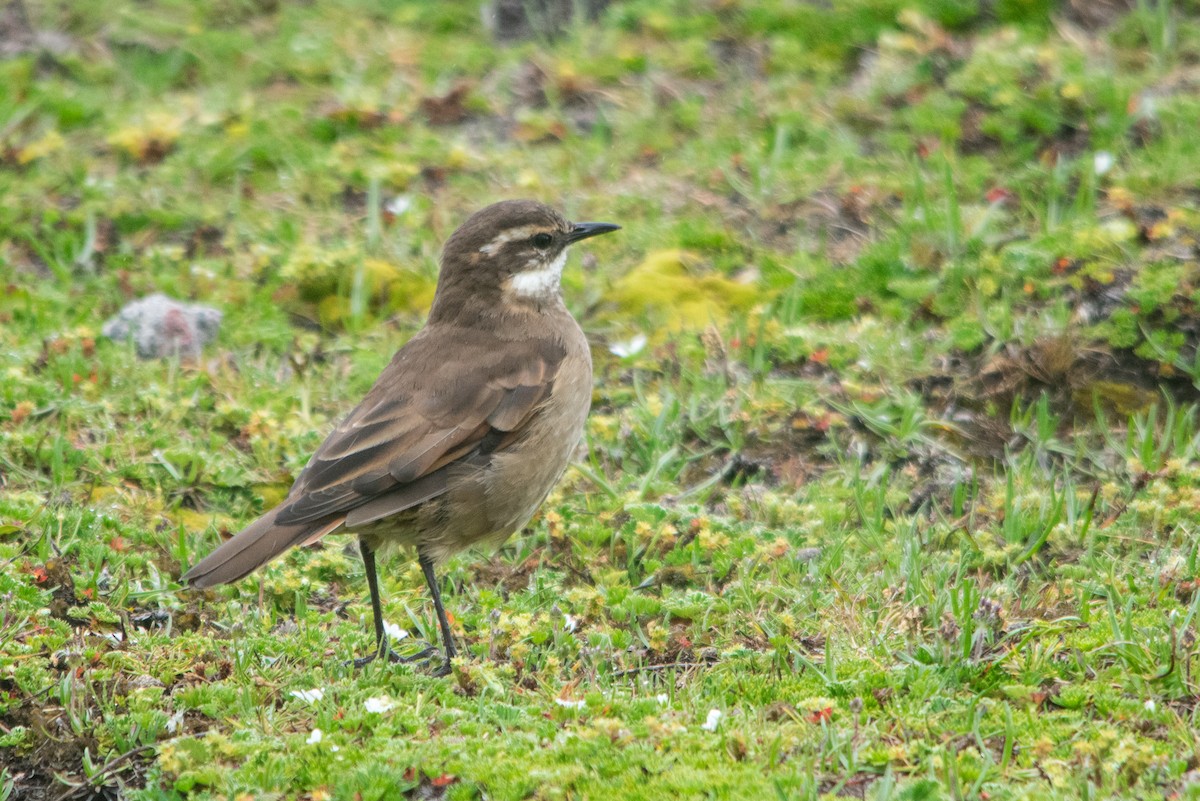 Chestnut-winged Cinclodes - ML147471891