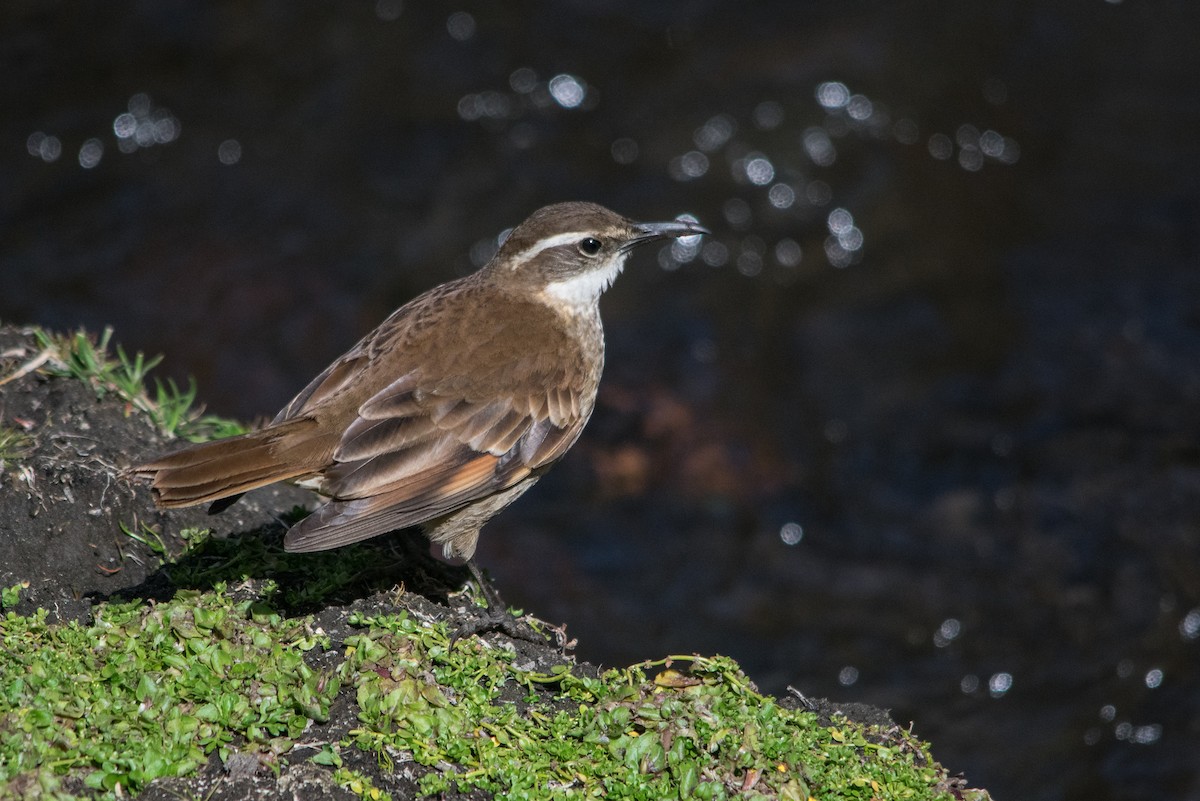 Stout-billed Cinclodes - ML147471911