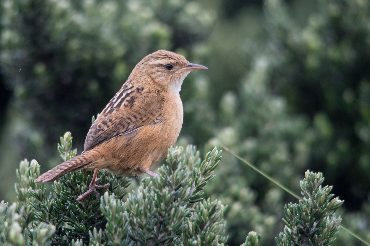 Grass Wren (Paramo) - ML147471981