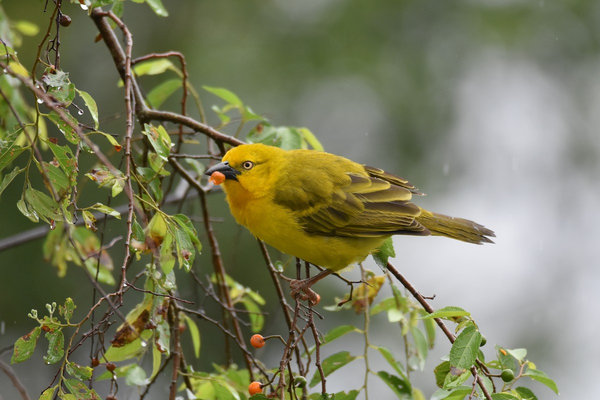 Holub's Golden-Weaver - ML147472781