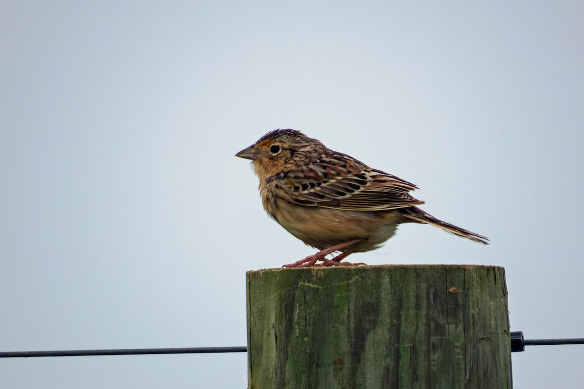 Grasshopper Sparrow - ML147474411
