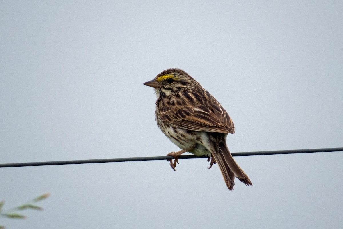 Savannah Sparrow - Trevor Zook