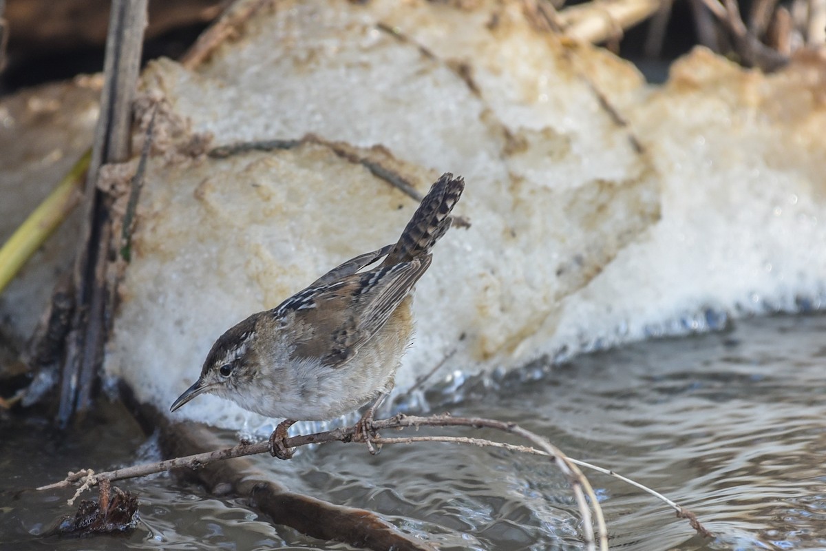 Marsh Wren - ML147474721