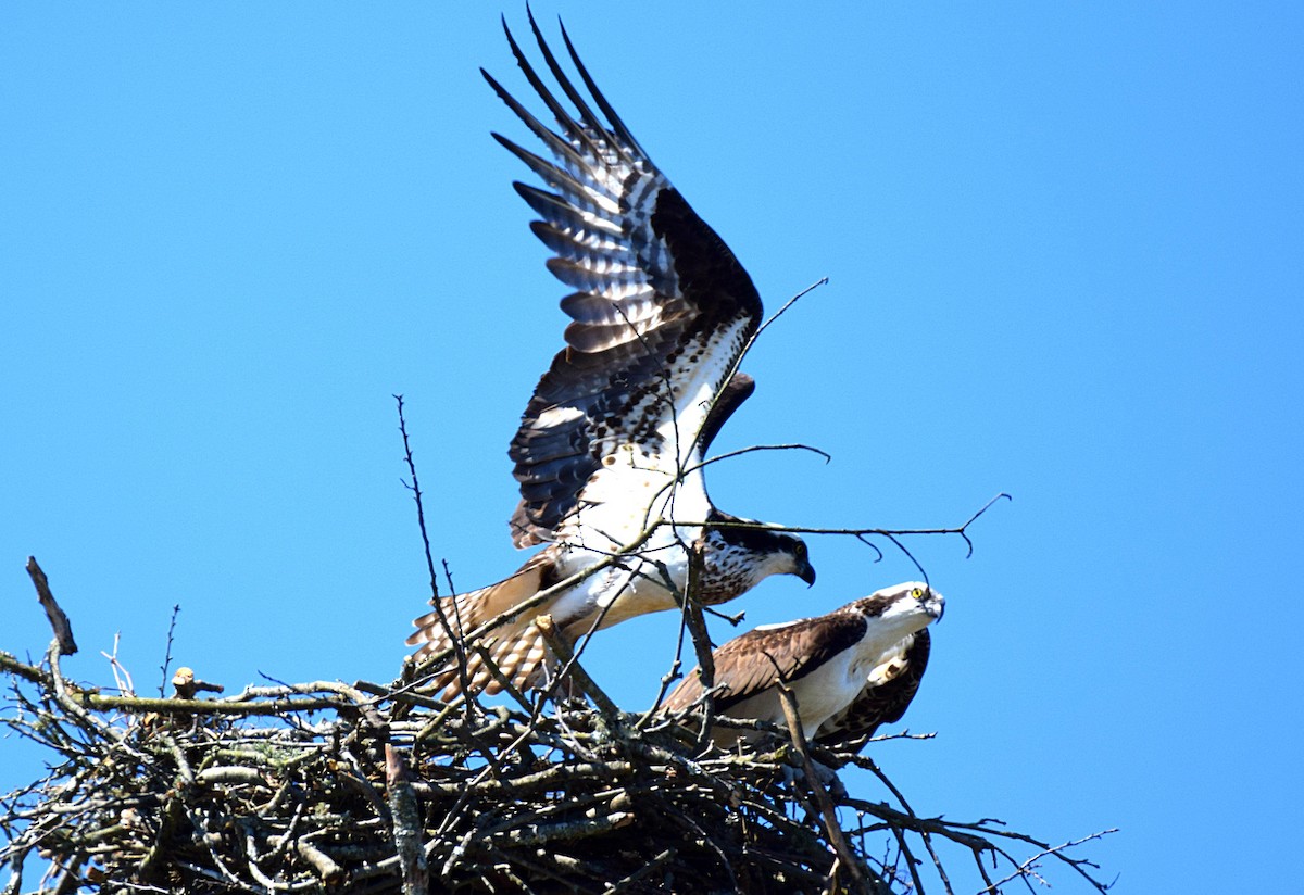 Osprey - ML147476661