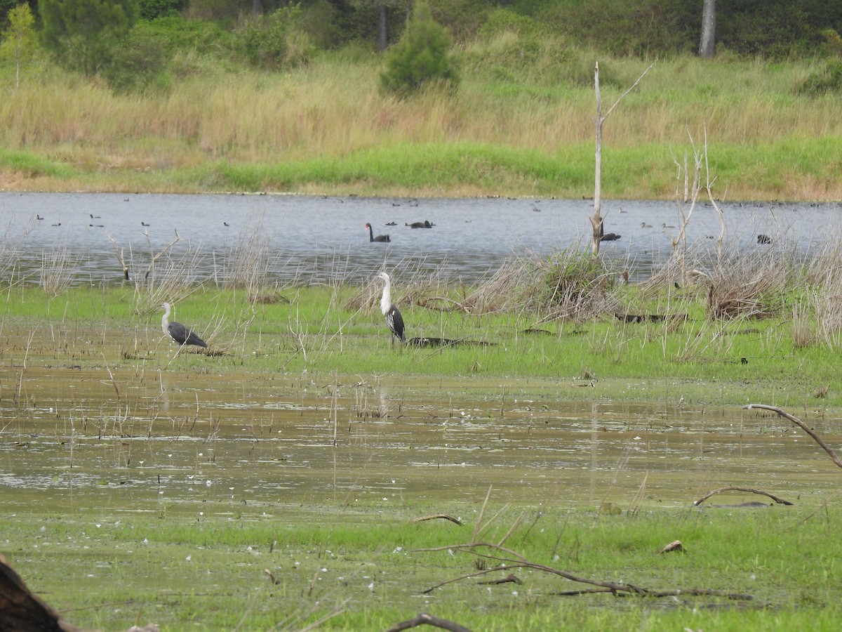 Pacific Heron - Julie Sarna