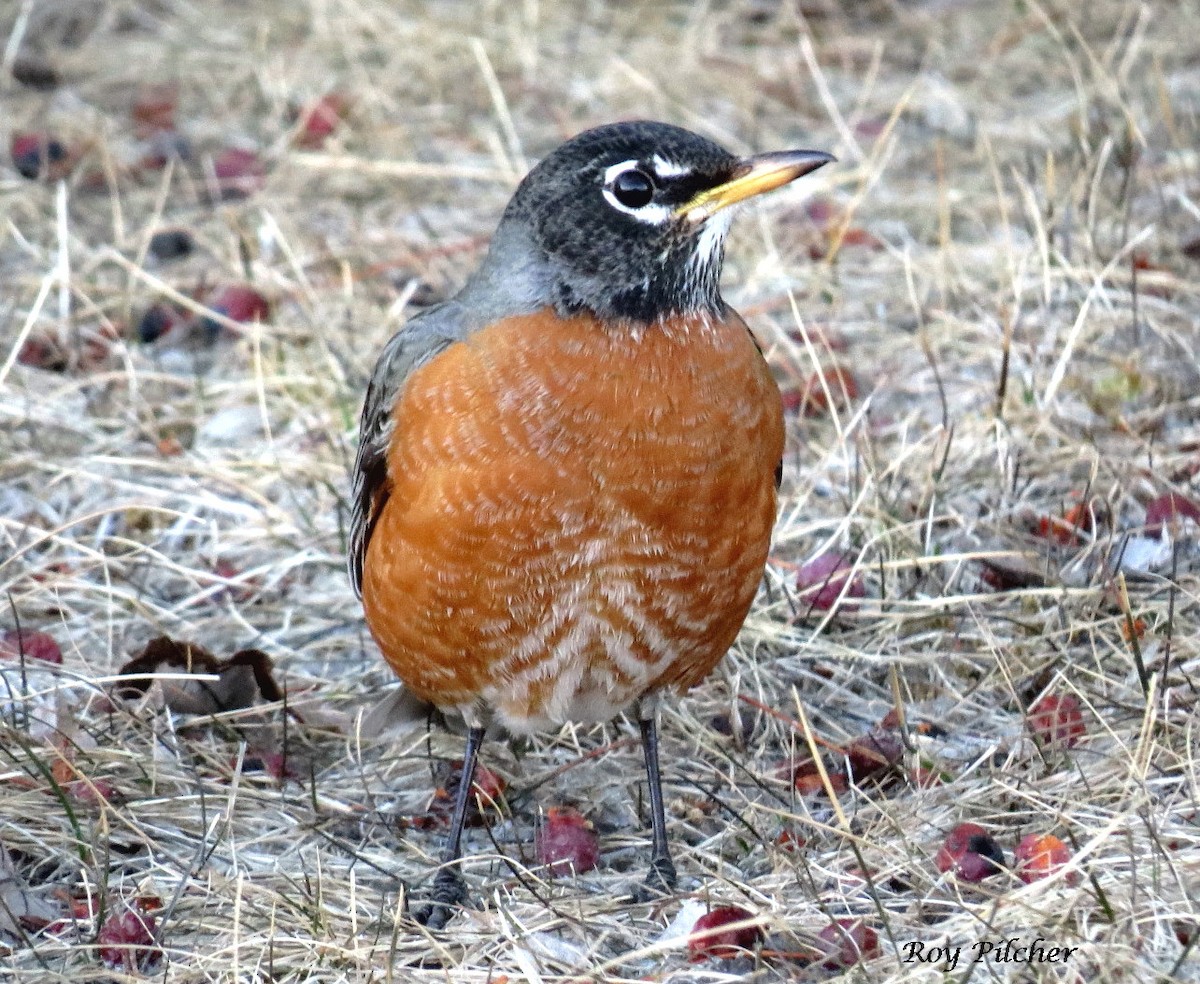 American Robin - ML147477161