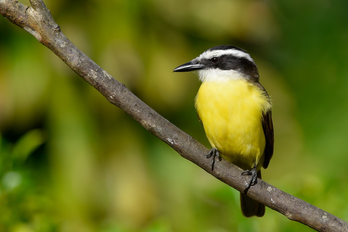 Great Kiskadee - ML147477661