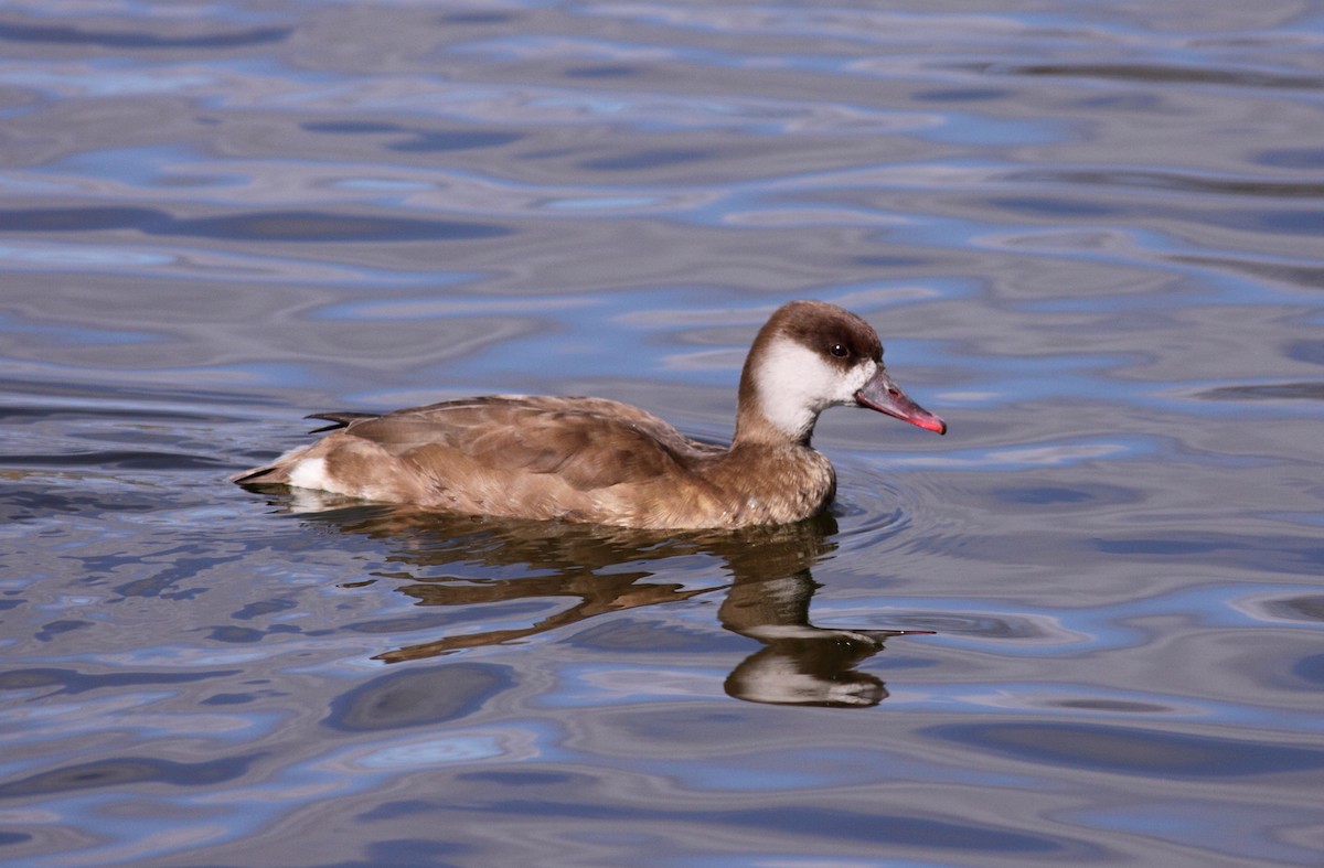Red-crested Pochard - Andrew Steele