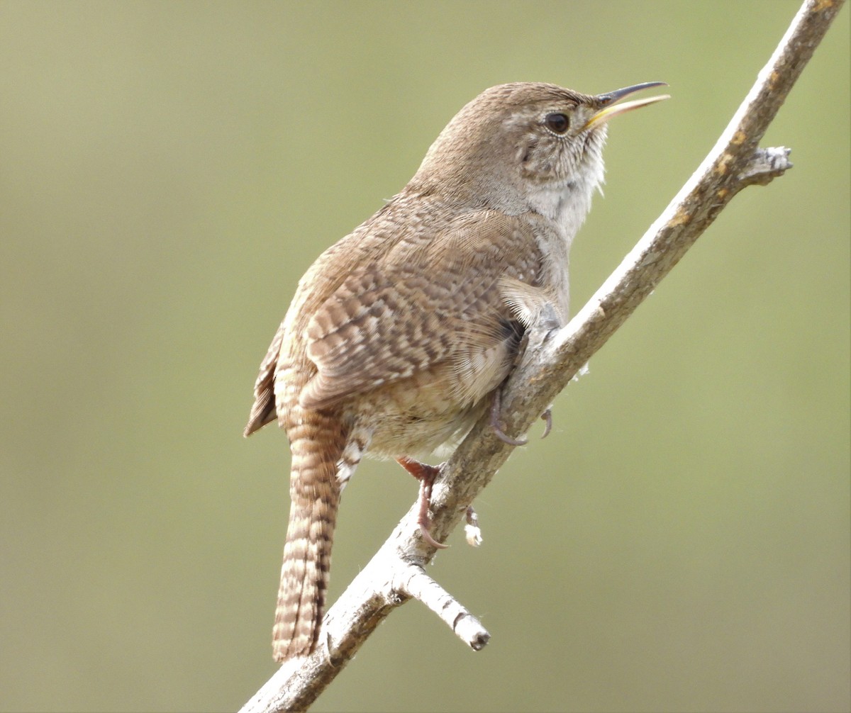 House Wren - ML147478691