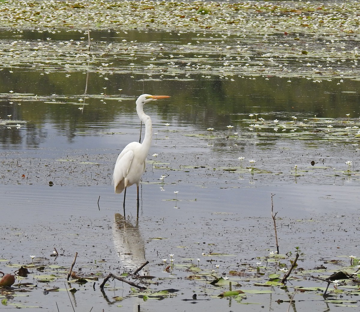 Great Egret - Julie Sarna