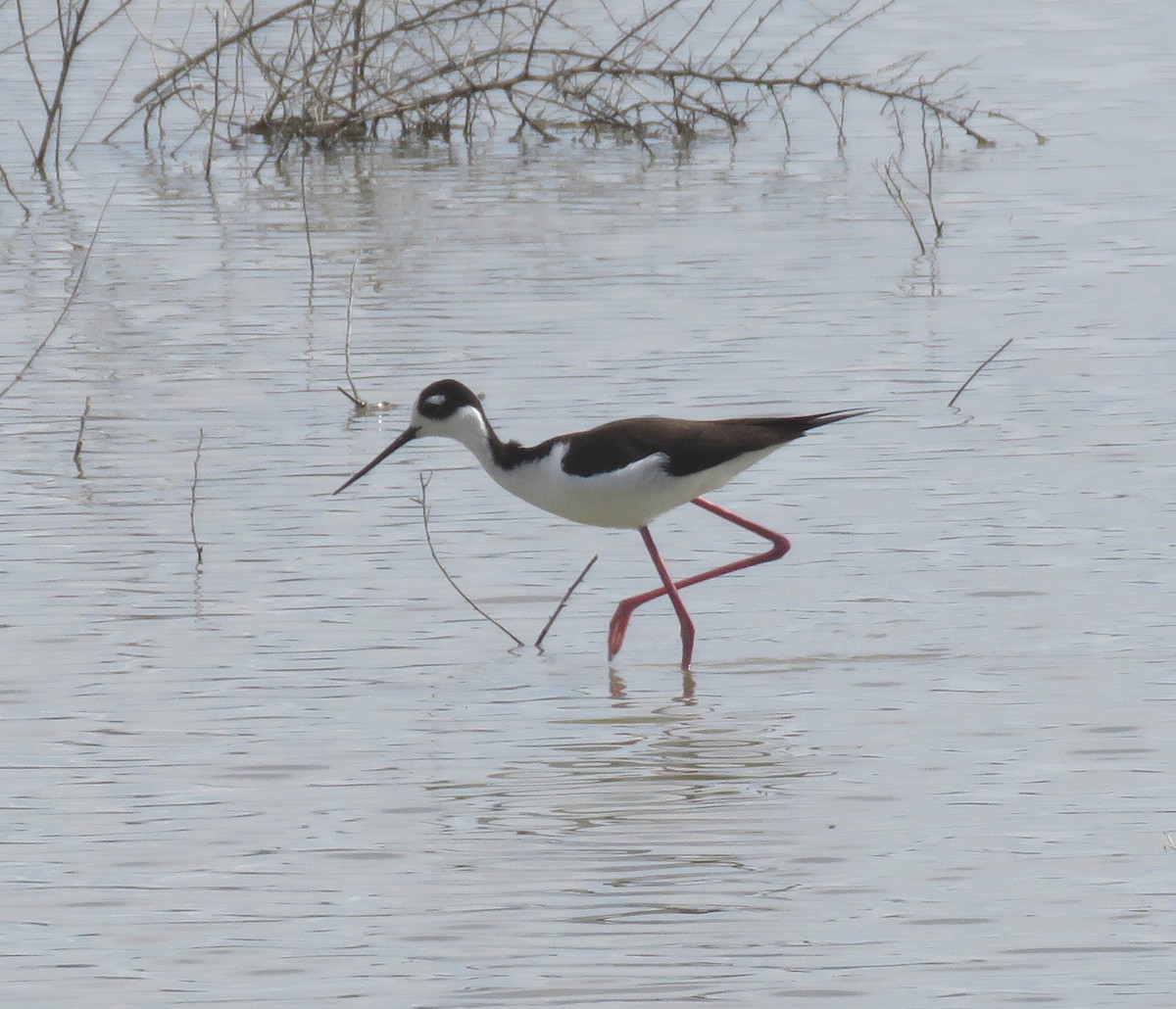 Cigüeñuela Cuellinegra - ML147478811