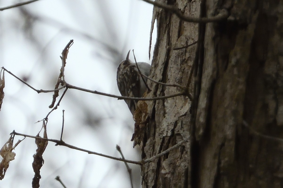 Brown Creeper - ML147478921