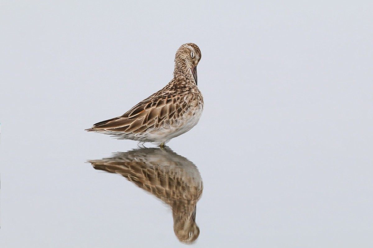 Sharp-tailed Sandpiper - ML147479081