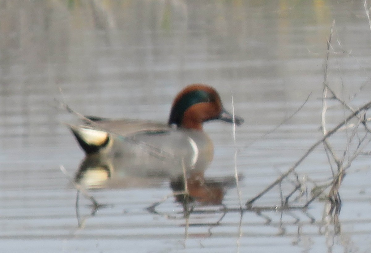 Green-winged Teal - ML147479201