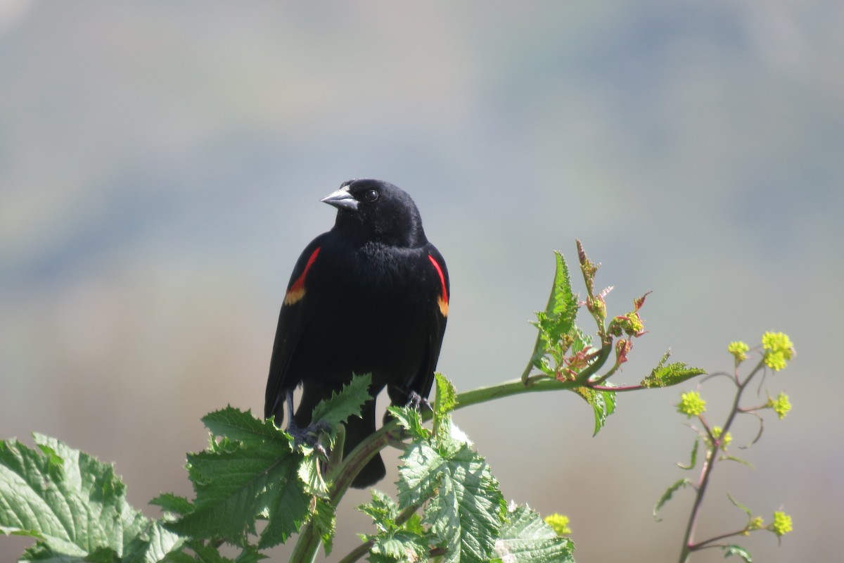 Red-winged/Tricolored Blackbird - ML147479321