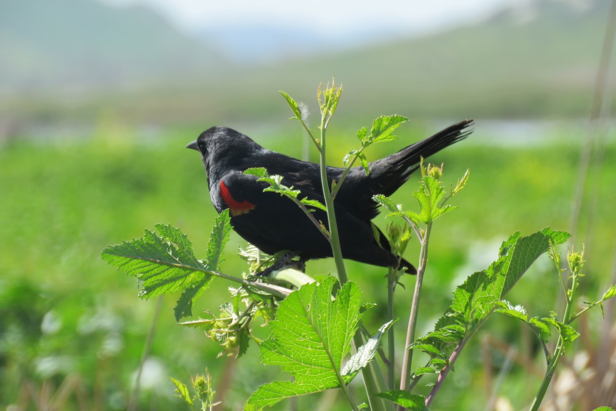 Red-winged/Tricolored Blackbird - Regina Taylor