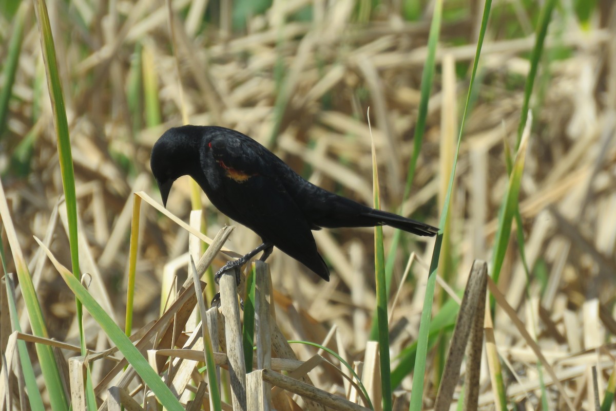 Red-winged/Tricolored Blackbird - ML147479361