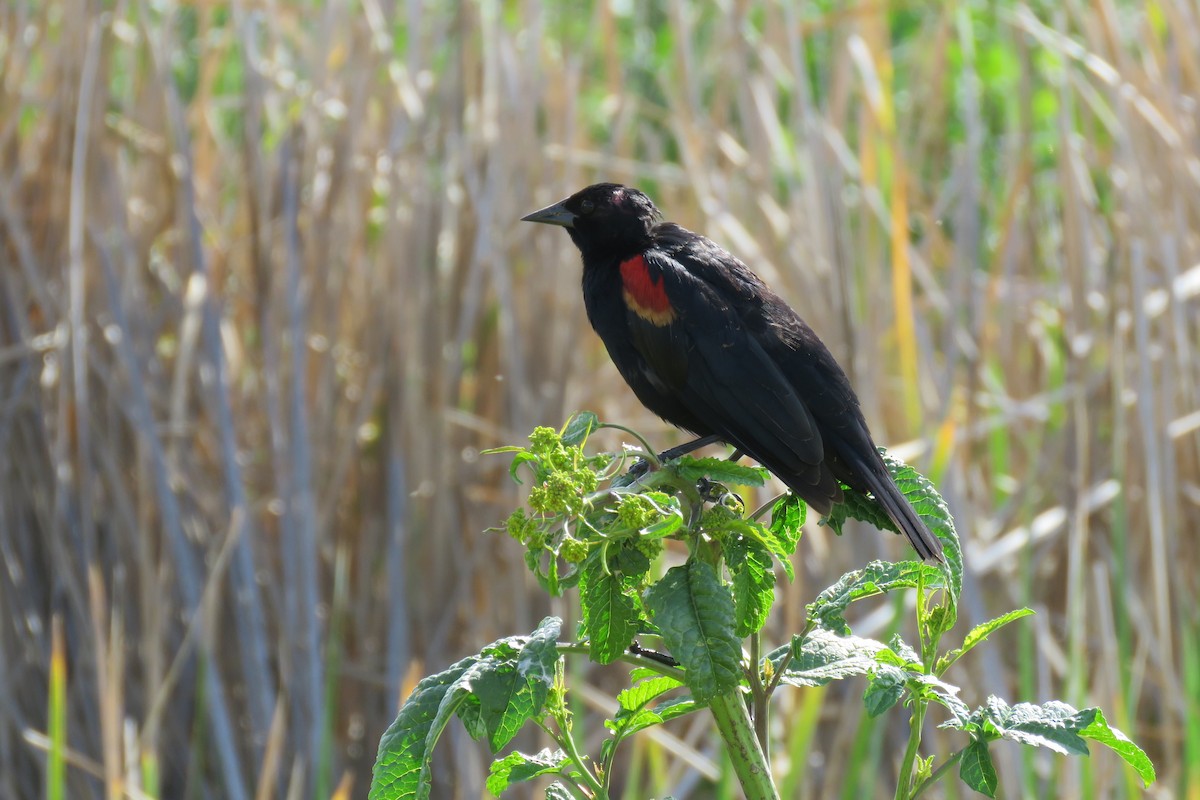 Red-winged/Tricolored Blackbird - ML147479371