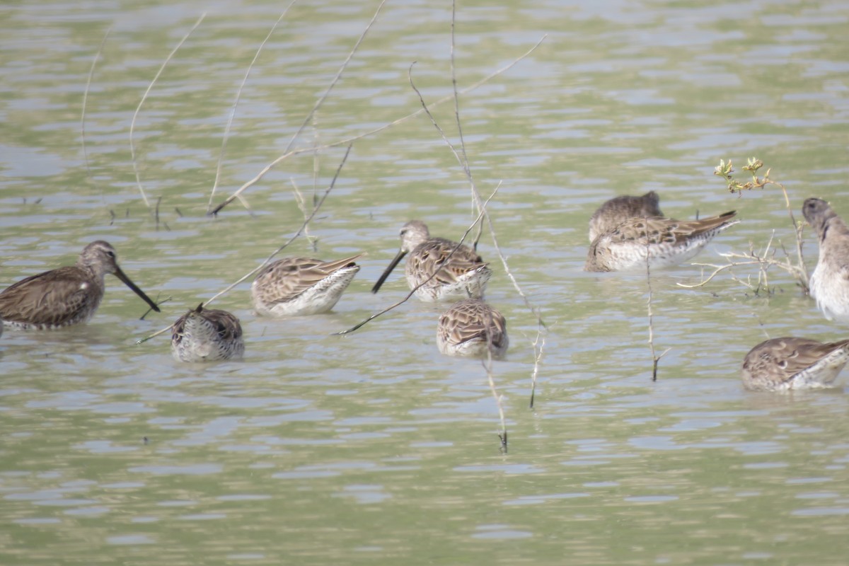 Short-billed/Long-billed Dowitcher - Regina Taylor