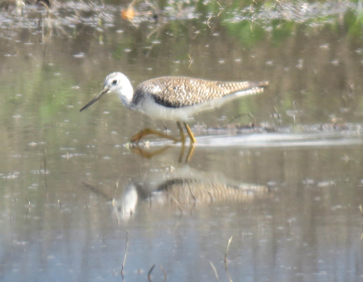 Lesser/Greater Yellowlegs - ML147479731