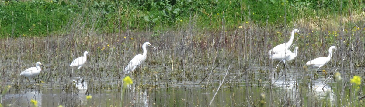 Snowy Egret - ML147480421