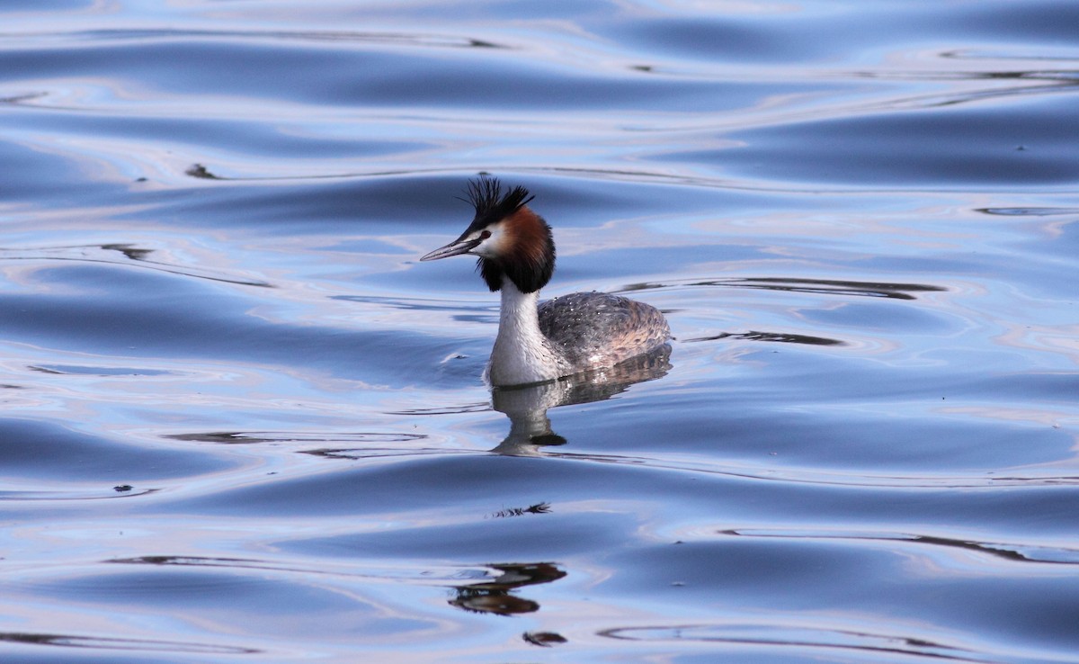 Great Crested Grebe - Andrew Steele