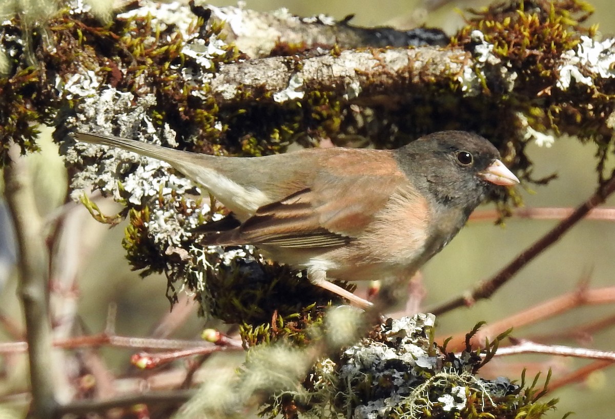 Dark-eyed Junco - Jim Scott