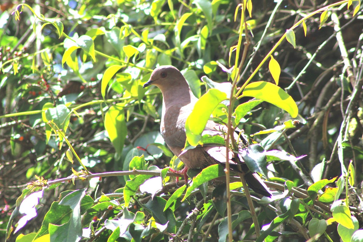 Pigeon vineux - ML147480591