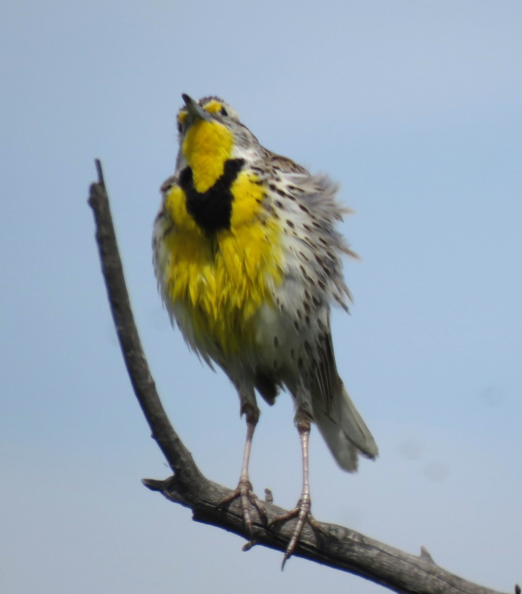 Western Meadowlark - ML147480691