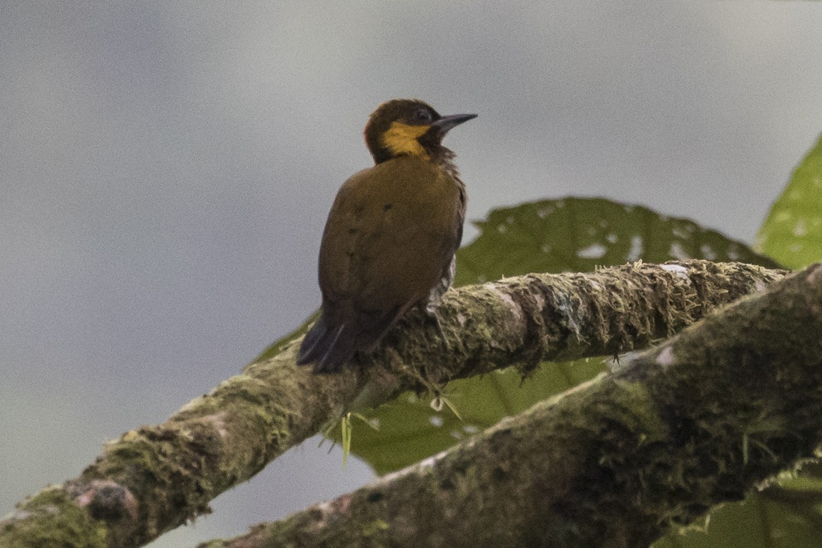 Lita Woodpecker - Robert Lockett