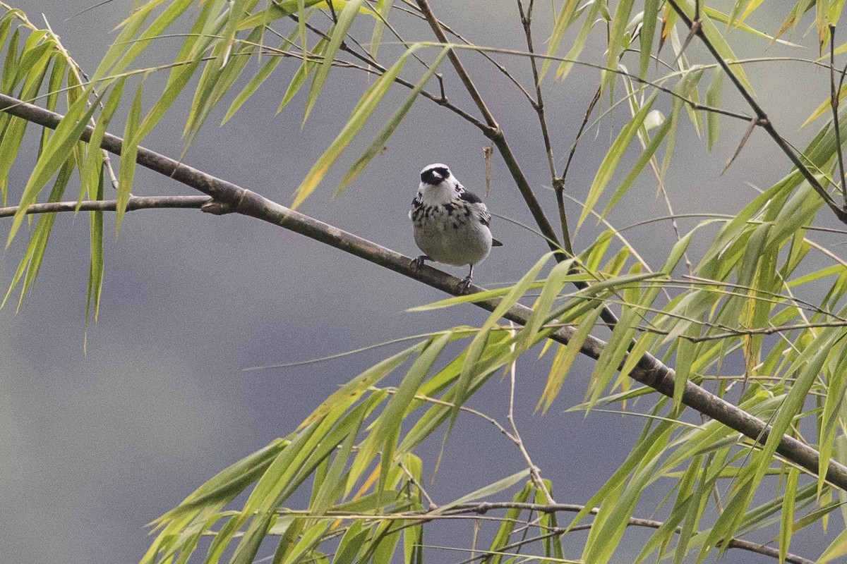 Gray-and-gold Tanager - Robert Lockett