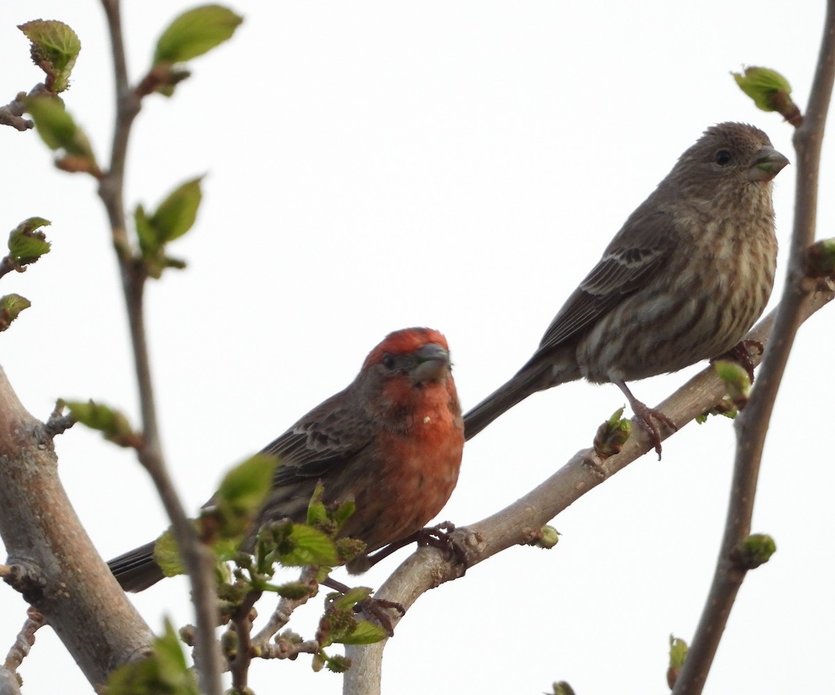 House Finch - ML147483401