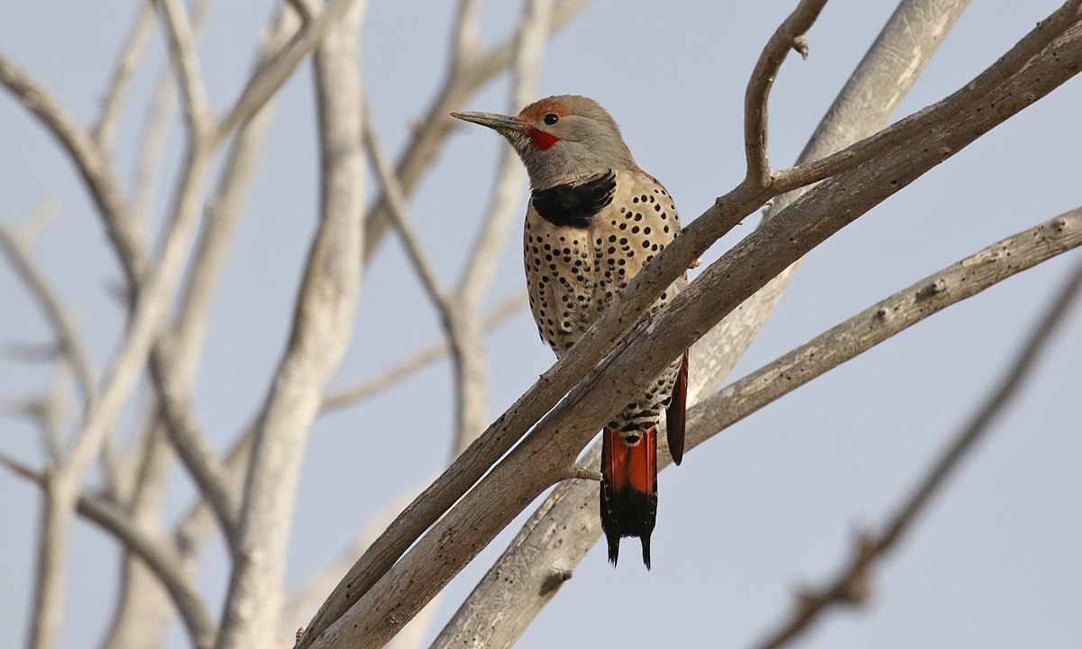 Northern Flicker - ML147484111