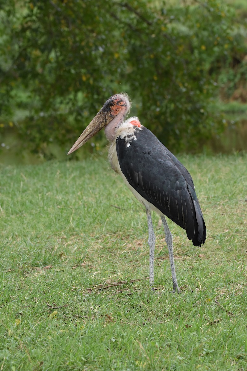 Marabou Stork - ML147484331