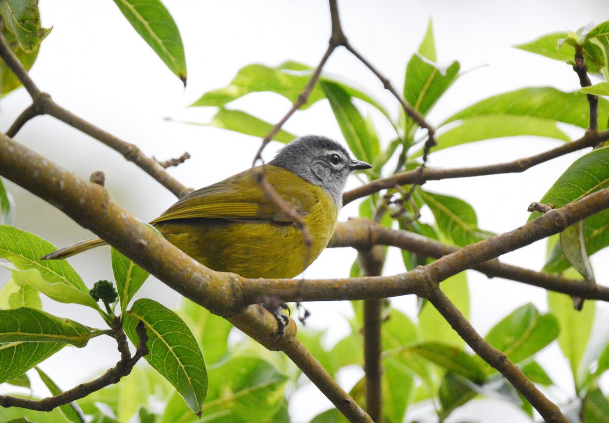 Bulbul à tête sombre - ML147484611