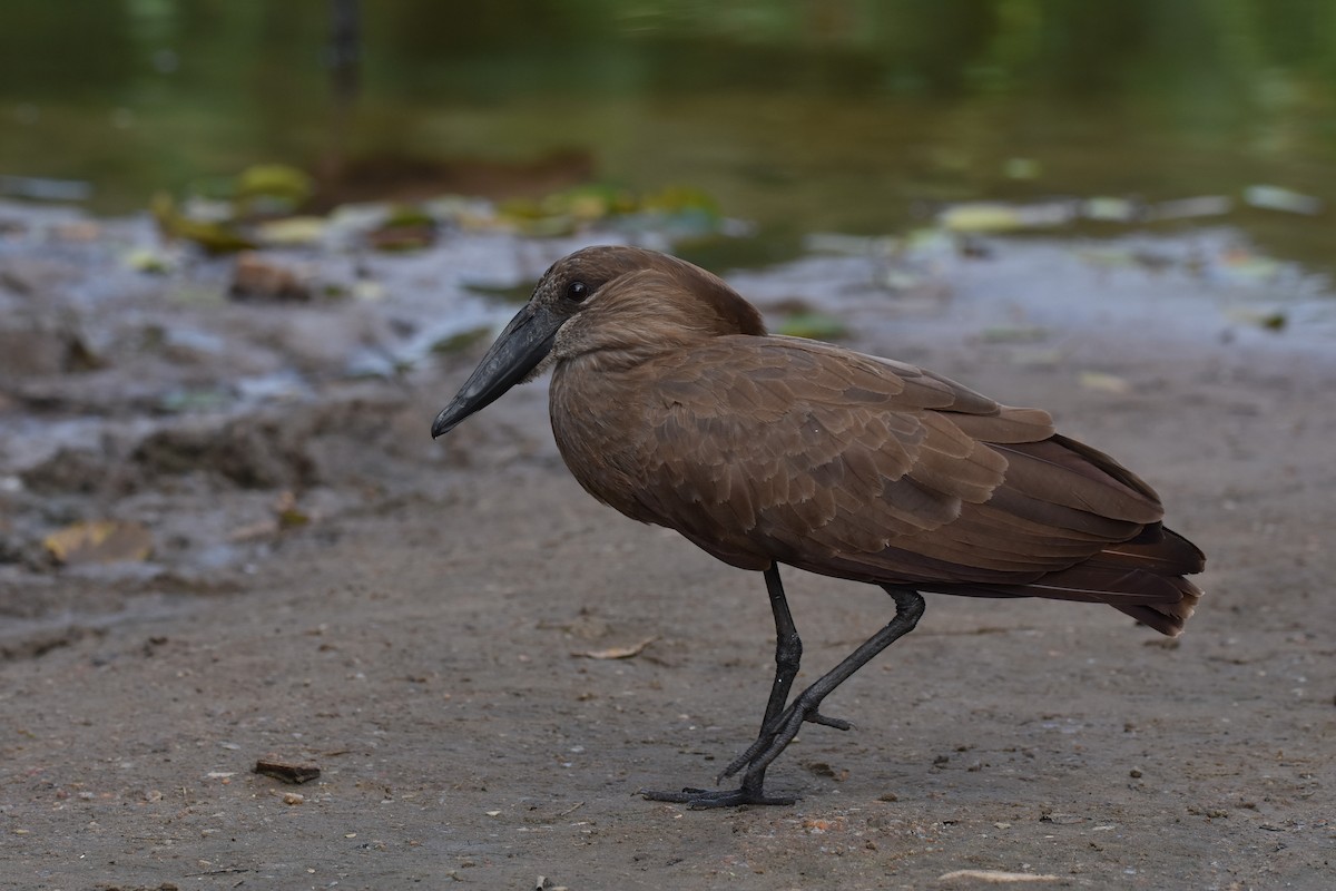 Hamerkop - Santiago Caballero Carrera