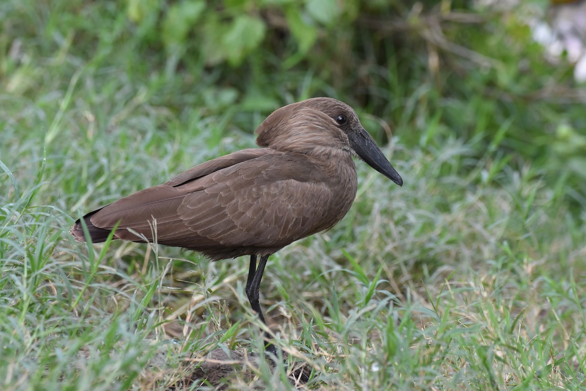 Hamerkop - ML147484751