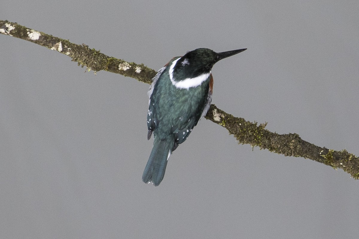 Green Kingfisher - Robert Lockett