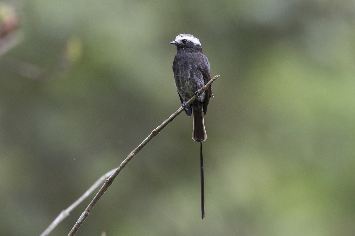 Long-tailed Tyrant - ML147486701