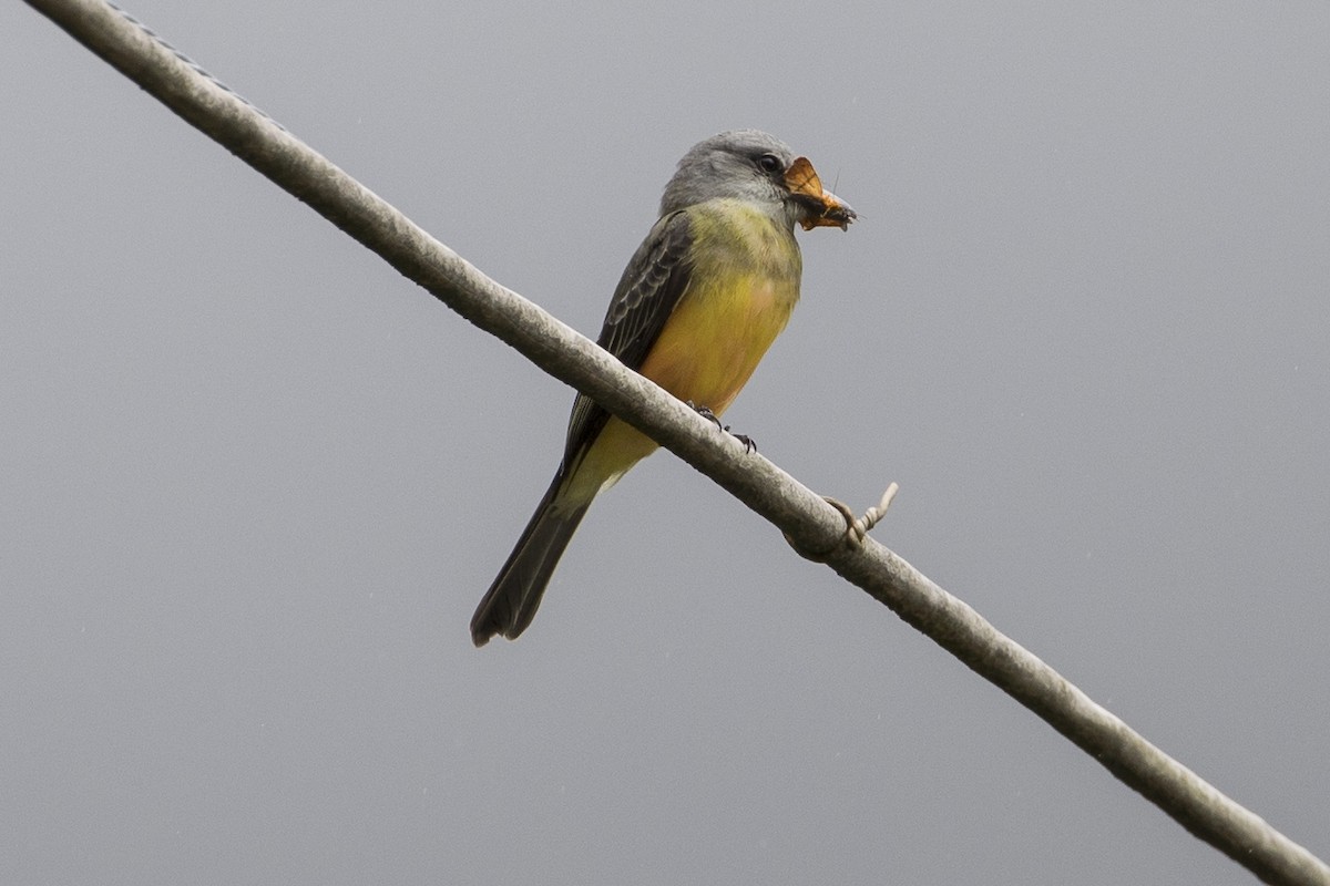 Tropical Kingbird - Robert Lockett