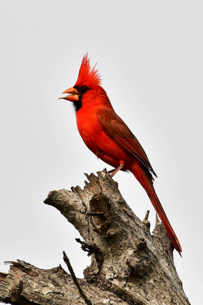 Northern Cardinal - ML147487021