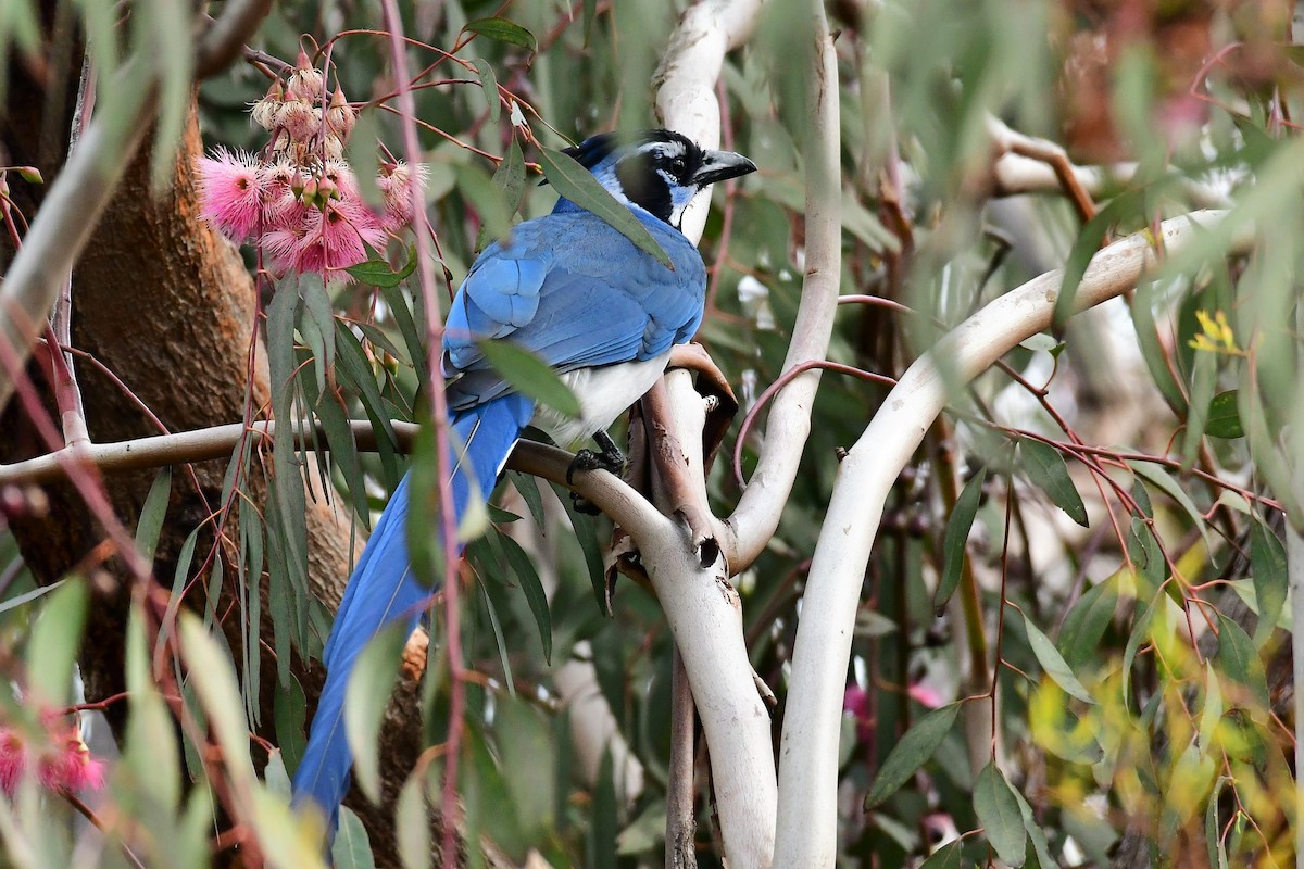 Black-throated Magpie-Jay - ML147487151
